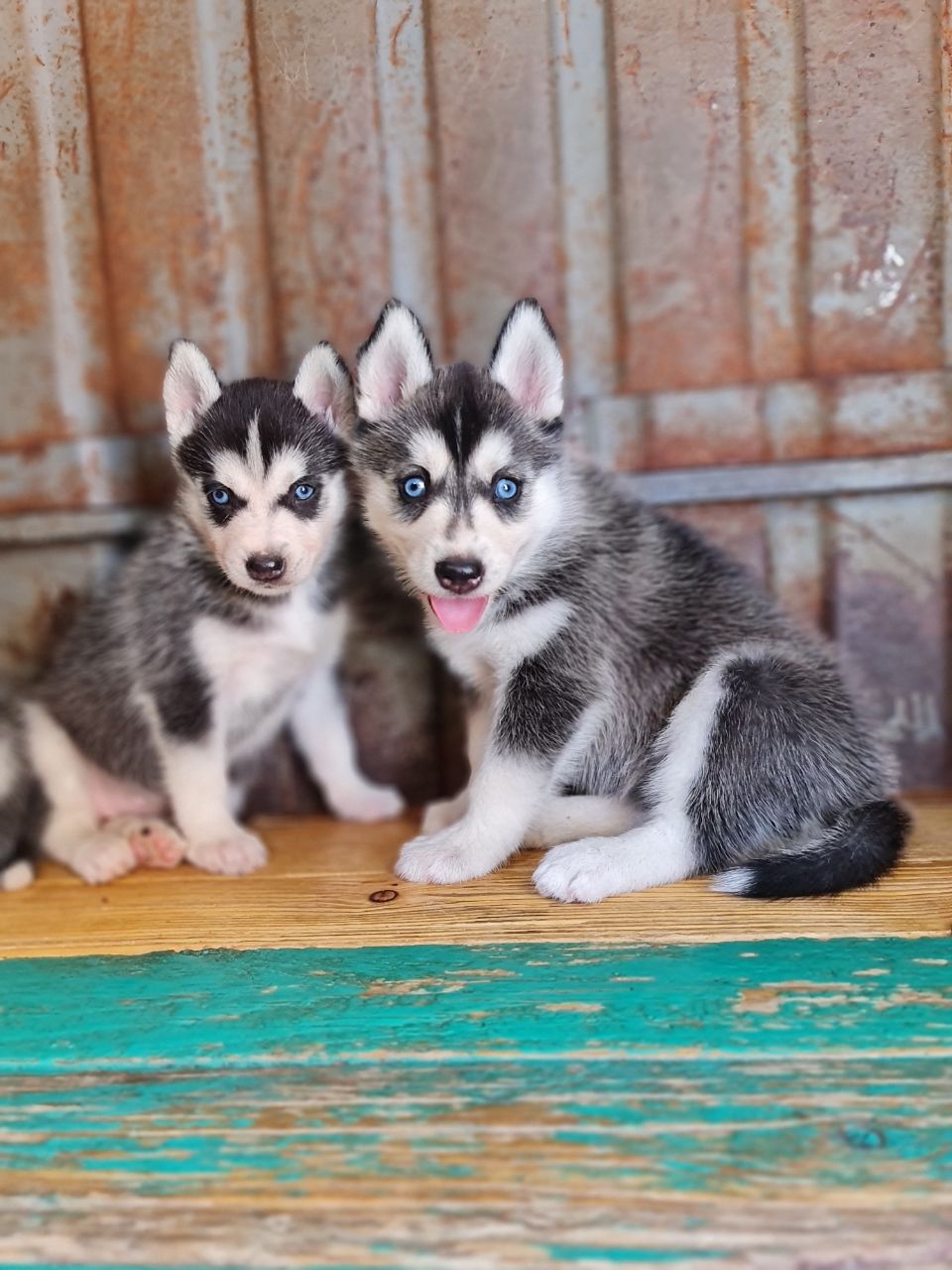 Blue Eyes Siberian Husky