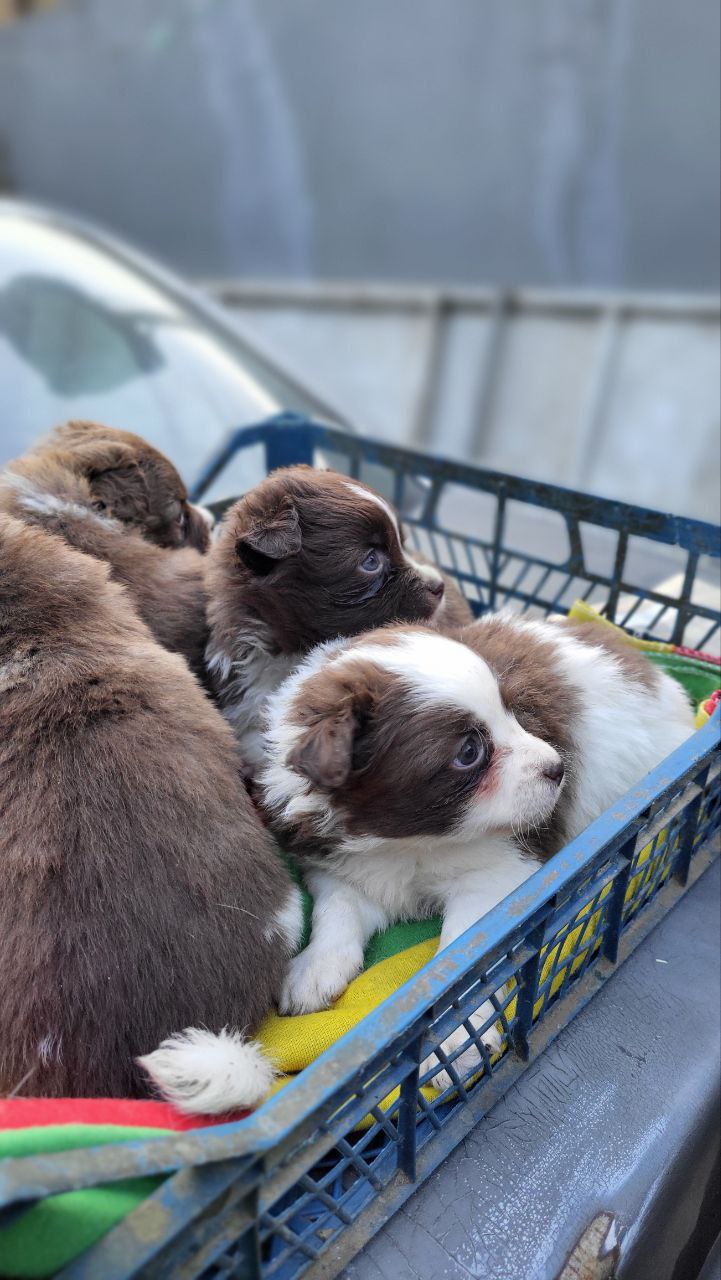 Beautiful Salon Papillon Puppies