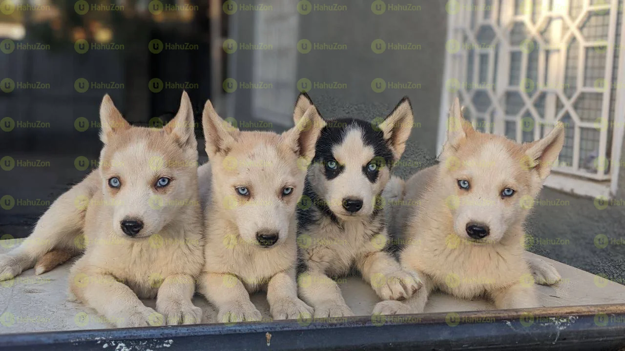 Blue Eyes Siberian Husky