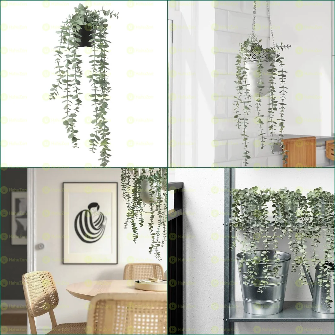 Potted Eucalyptus Plant