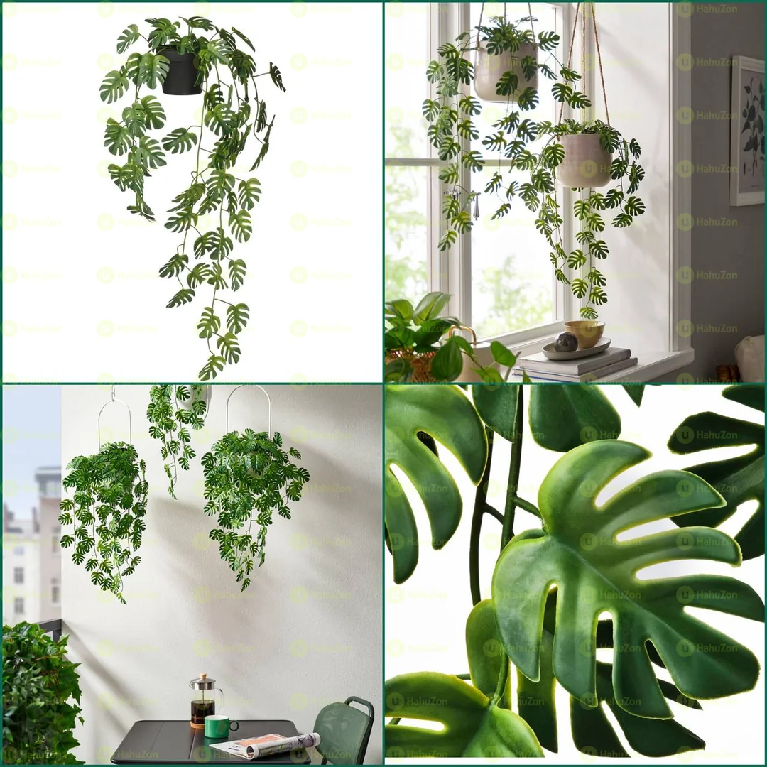 Potted Monstera Plant