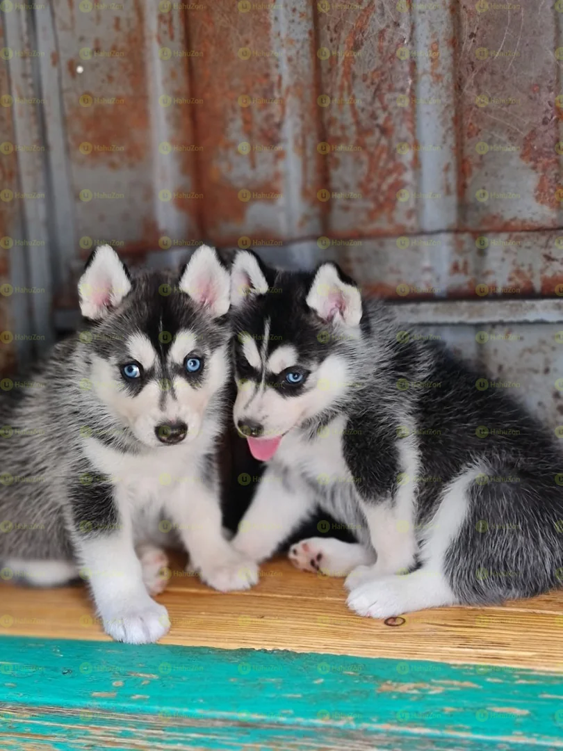 Blue Eyes Siberian Husky