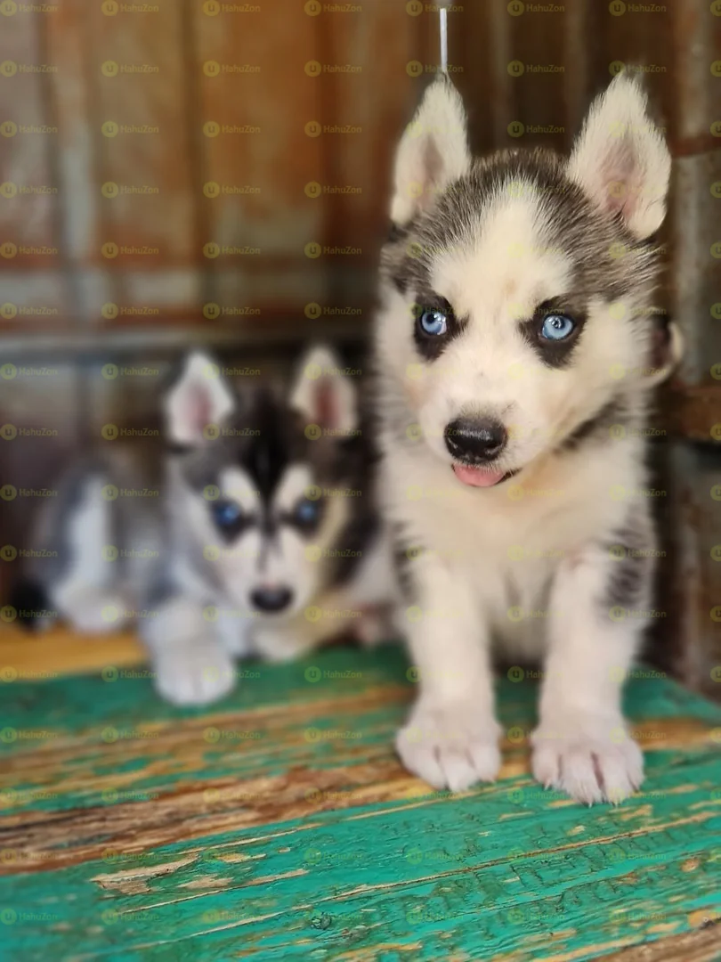Blue Eyes Siberian Husky