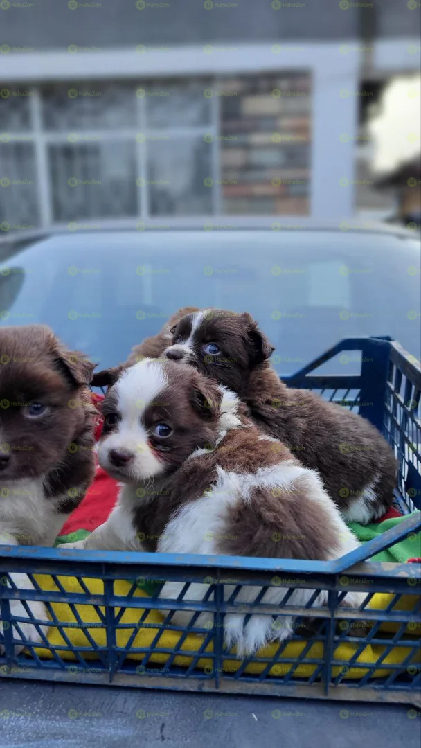 Beautiful Salon Papillon Puppies