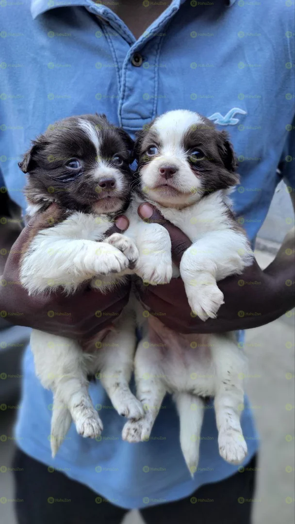 Beautiful Salon Papillon Puppies