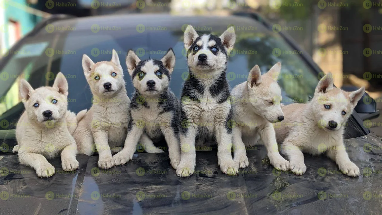 Blue Eyes Siberian Husky