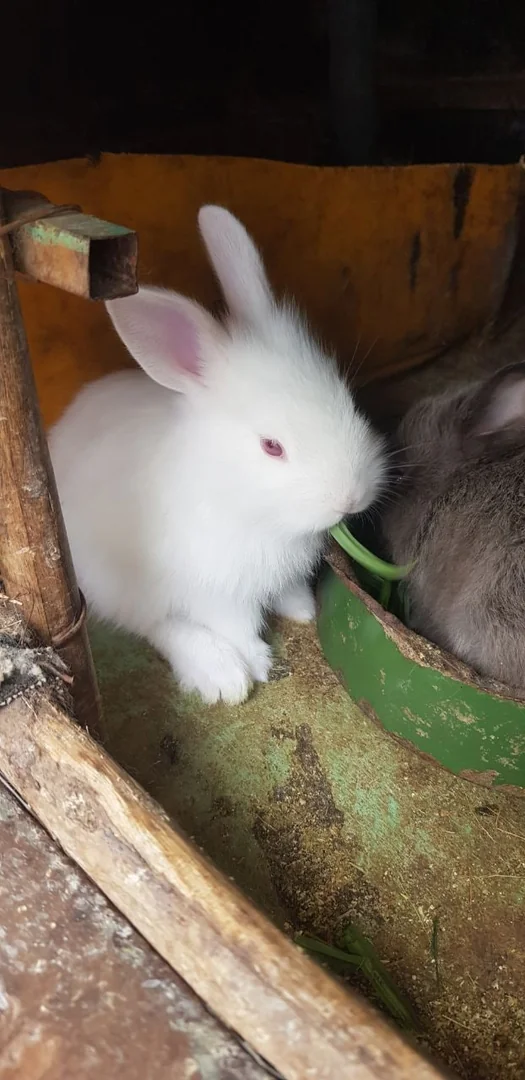 Full White Rabbits With Pink Eyes For Sale