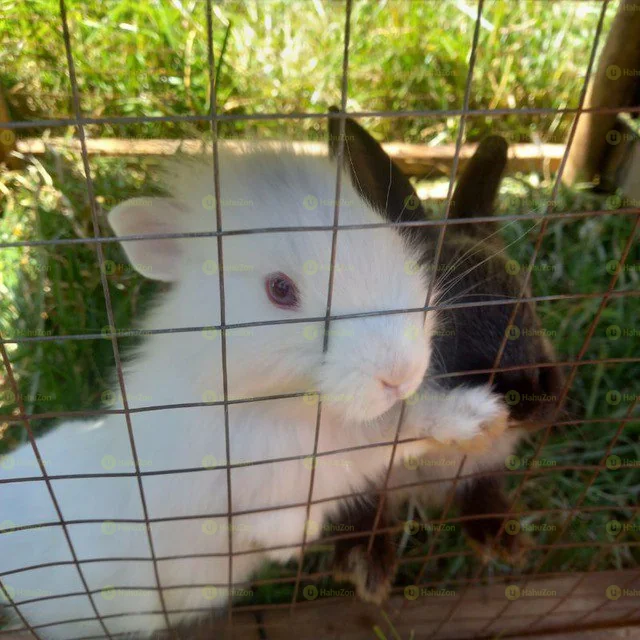 Full White Rabbits With Pink Eyes For Sale
