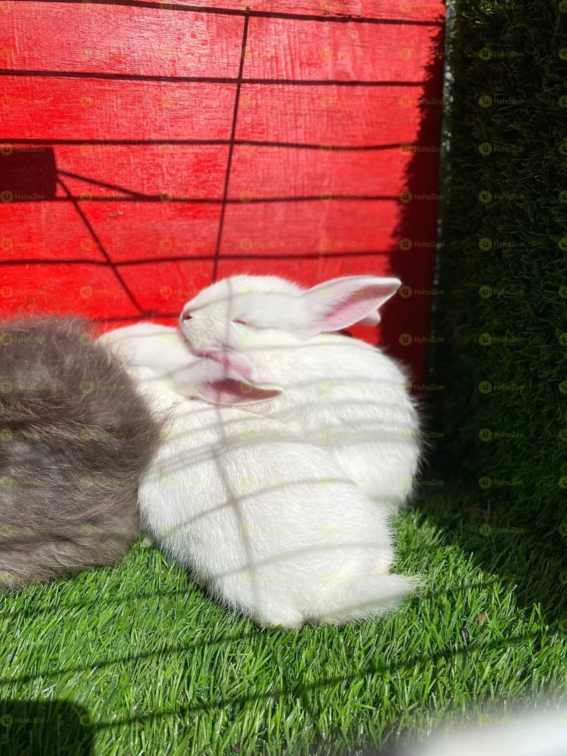 Full White Rabbits With Pink Eyes For Sale