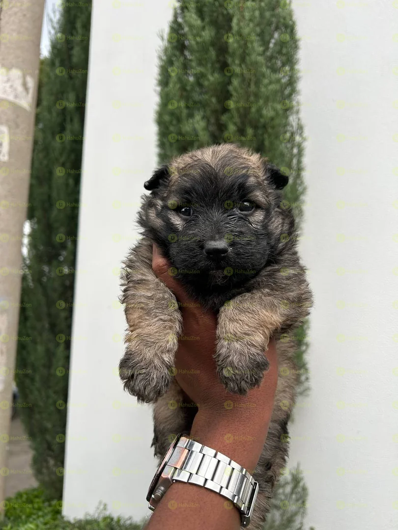 Fluffy Salon Dog For Sale