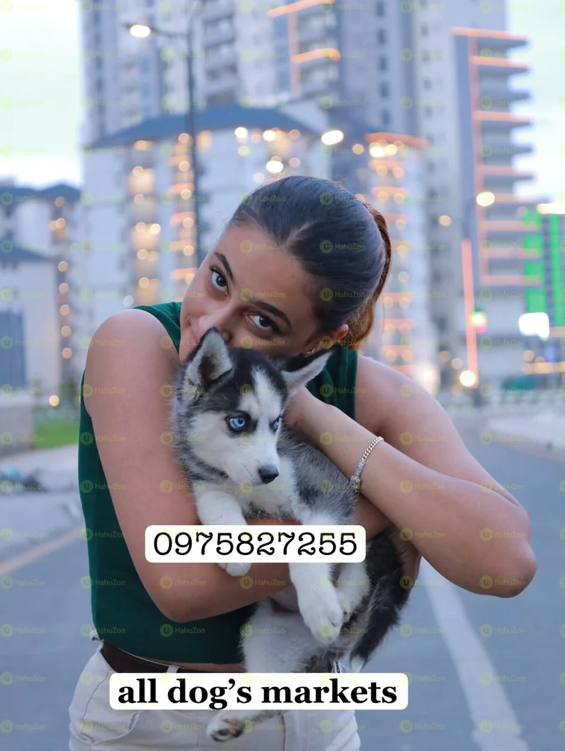 Husky Puppies For Sale