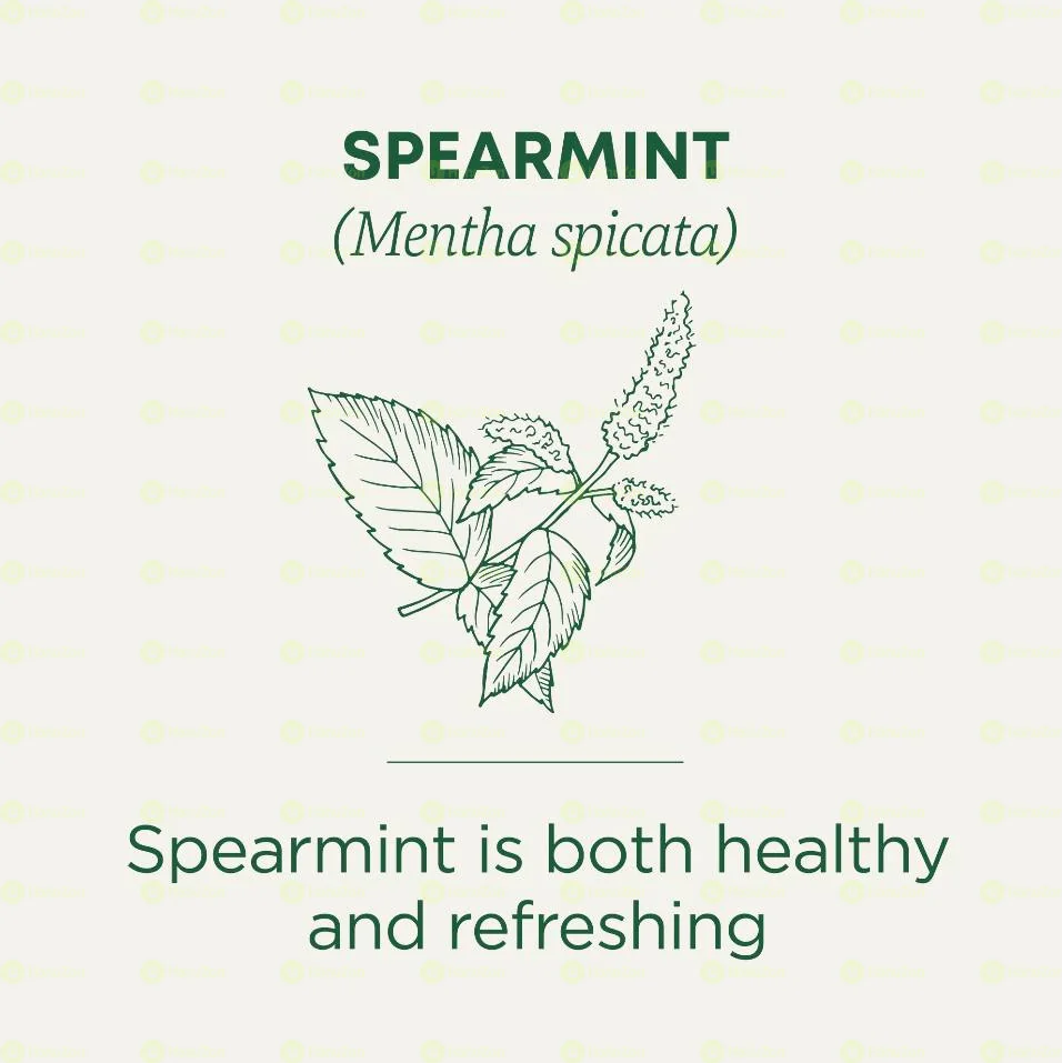 Traditional Medicinals Tea Spearmint