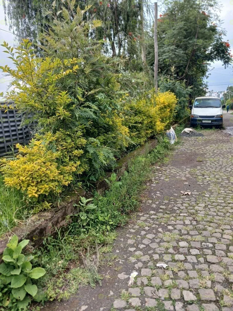 250 ካሬ የሚሸጥ ቦታ ቤት በአያት